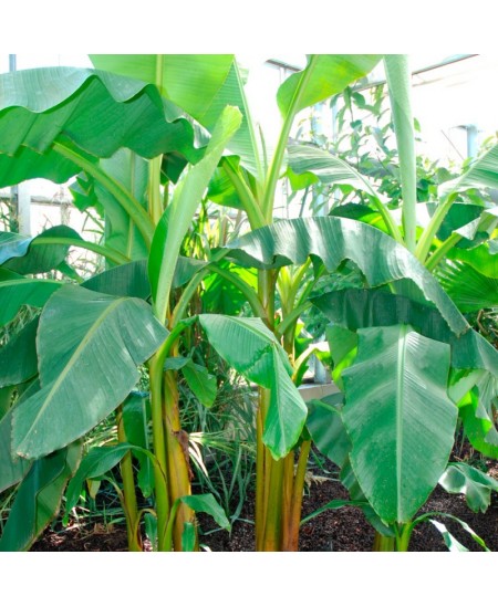 Banaanipuu kasvatamise komplekt RADIS et CAPUCINE Piraat
