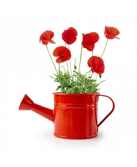 Kastmiskomplekt kastekannus RADIS et CAPUCINE Punane moon