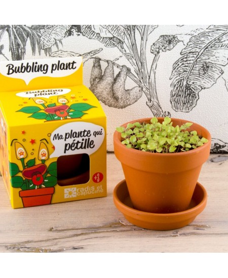 Mullitava taime kasvatamise komplekt RADIS et CAPUCINE