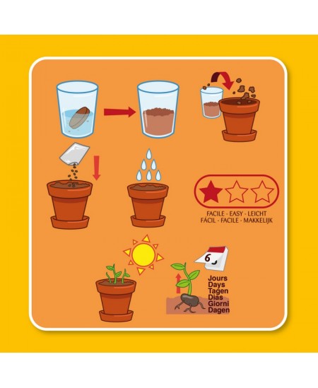 Mullitava taime kasvatamise komplekt RADIS et CAPUCINE