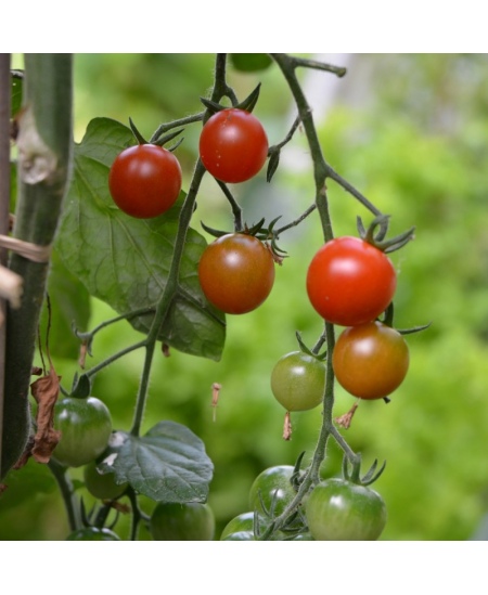 Kasvatuskomplekt lastele RADIS et CAPUCINE Mahedad kirsstomatid