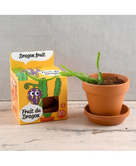 Kasvatuskomplekt lastele RADIS et CAPUCINE Draakonivili