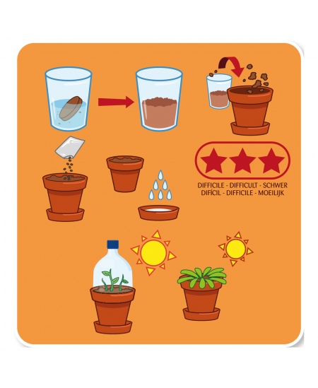 Kasvatuskomplekt lastele RADIS et CAPUCINE Draakonivili