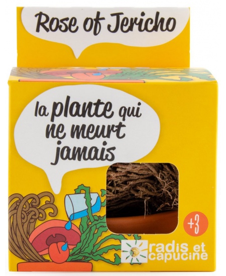 Jeeriko roosi kasvatuskomplekt RADIS et CAPUCINE Igavene taim, 11 cm