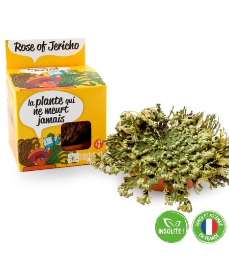 Jeeriko roosi kasvatuskomplekt RADIS et CAPUCINE Igavene taim, 11 cm