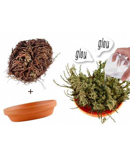 Jeeriko roosi kasvatuskomplekt RADIS et CAPUCINE Igavene taim, 11 cm