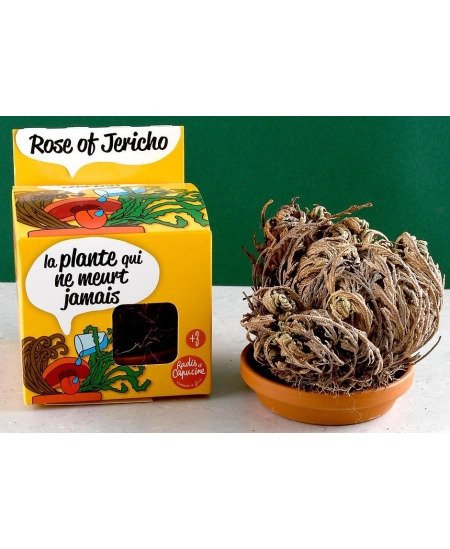 Jeeriko roosi kasvatuskomplekt RADIS et CAPUCINE Igavene taim, 11 cm