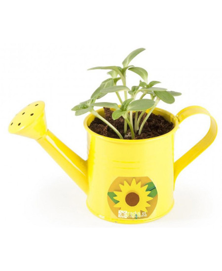 Kasvatuskomplekt kastekannuga RADIS et CAPUCINE Päevalill