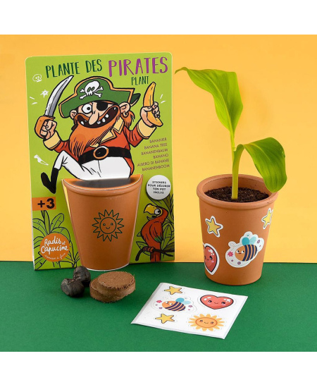 Banaanipuu kasvatamise komplekt RADIS et CAPUCINE Piraat